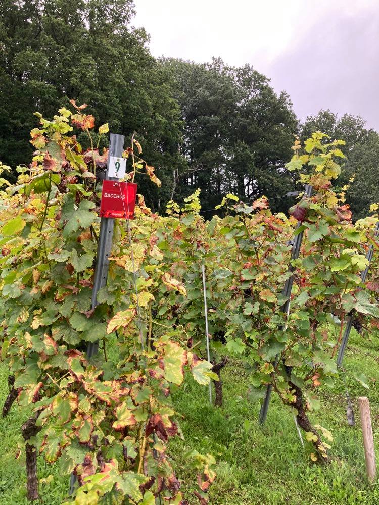 241176493_181011577464828_6668291813544898805_n